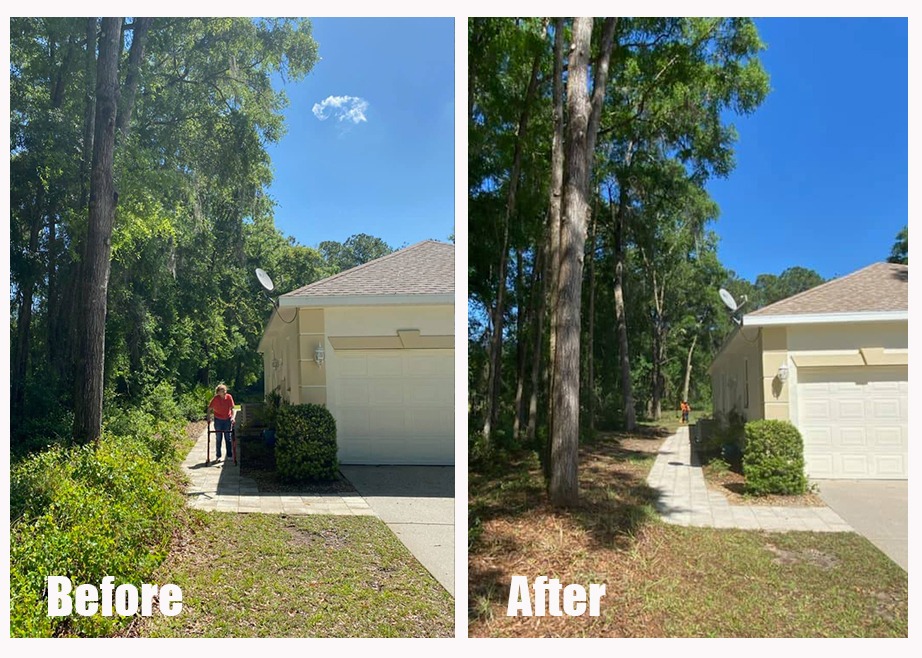 Before and after tree clearing along a house walkway with dense brush removed