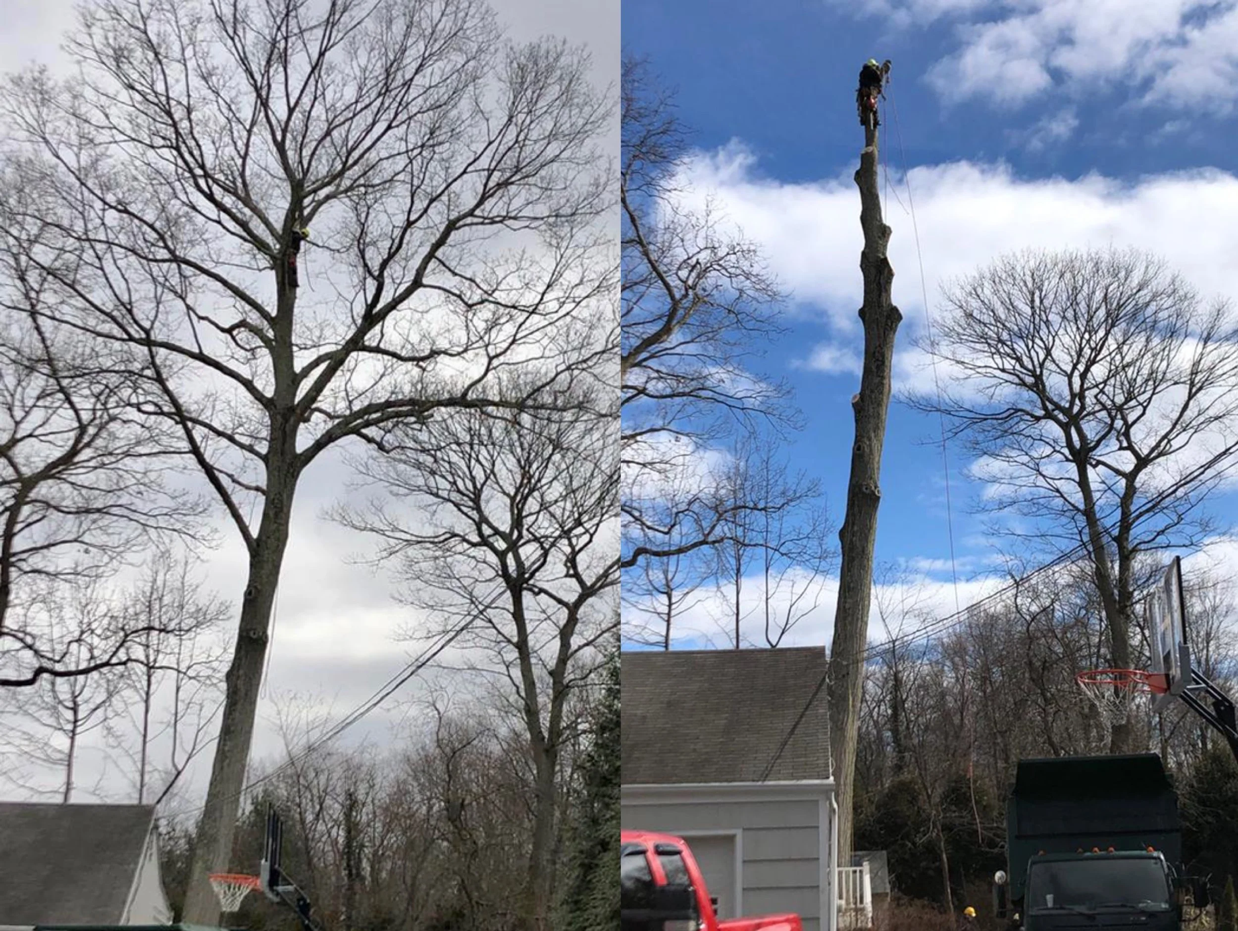 Before and after limb removal showing pruned and cleared branches around a property