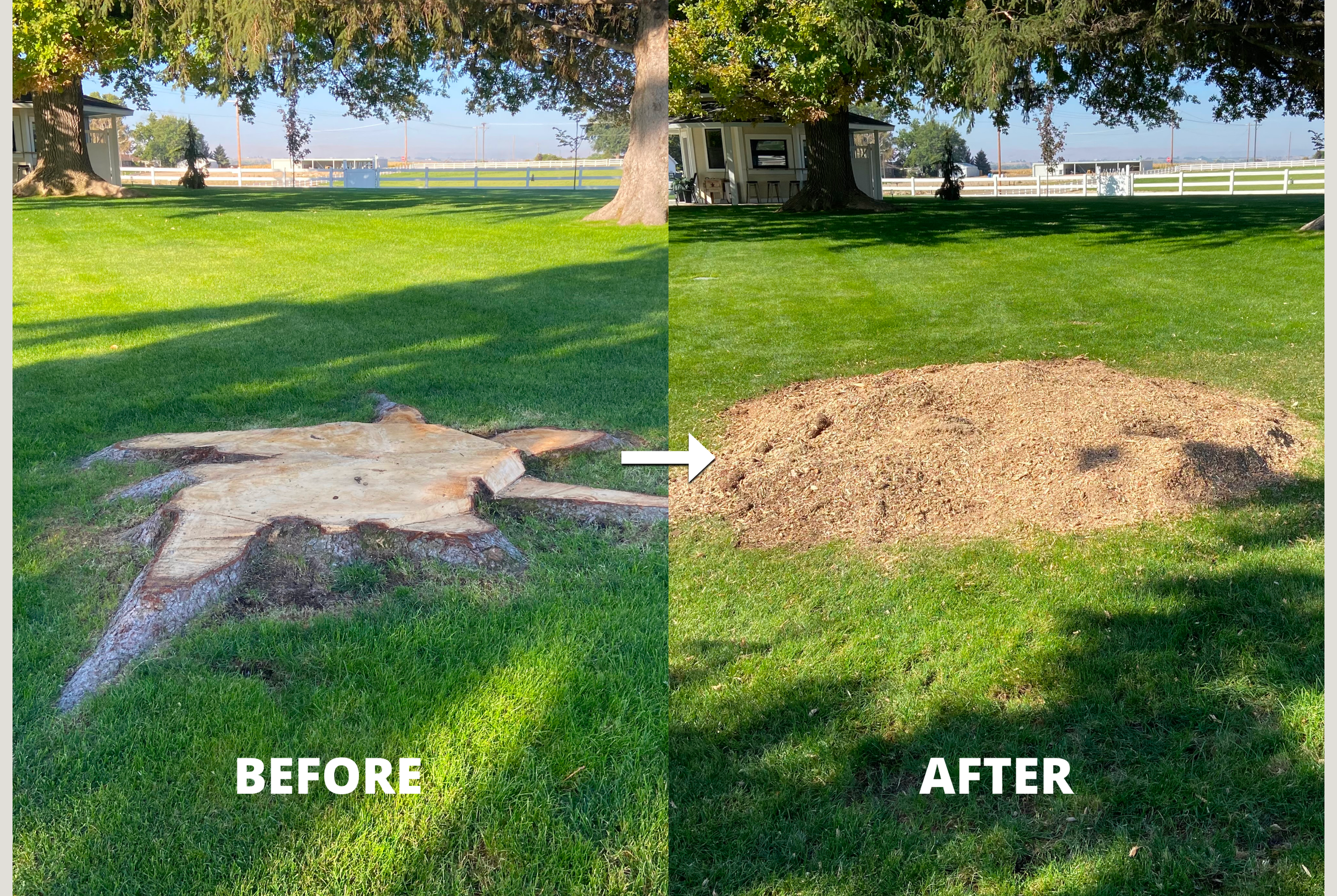 Before and after stump grinding leaving a cleared yard ready for new grass