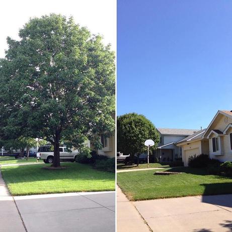 Before and after of a large front-yard tree fully removed from a residential lawn