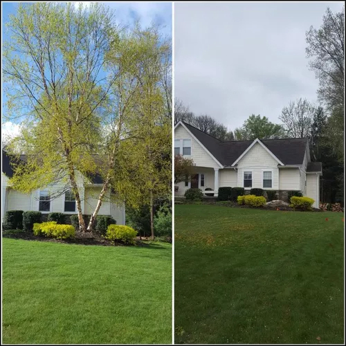 Before and after of a tall birch tree removed from in front of a two-story home